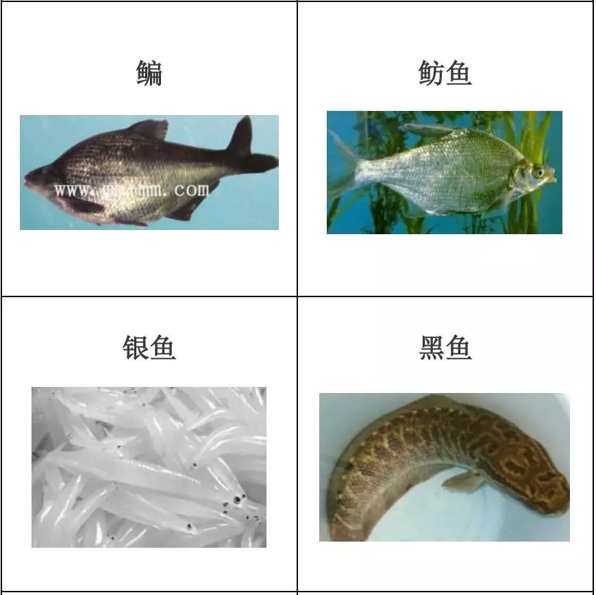 水产品种类及图片,常见的淡水鱼你认识多少