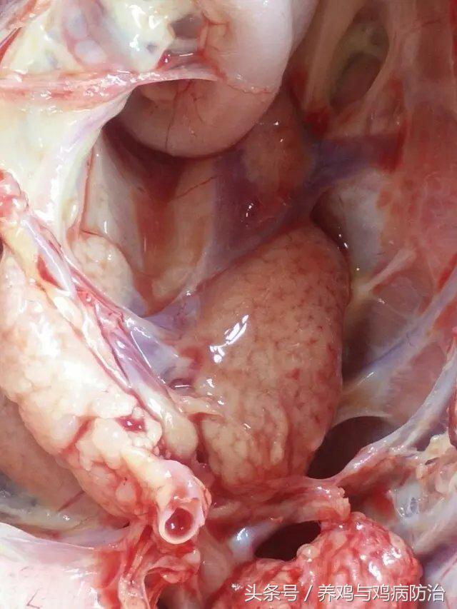 养鸡常见病顺口溜,高温高湿天养鸡常见病