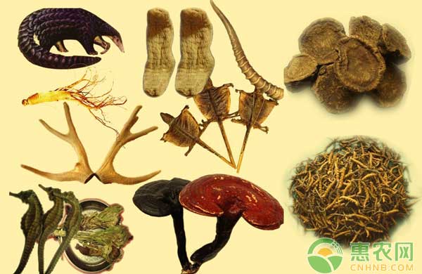 近几年哪些药材行情好,今年最畅销的药材