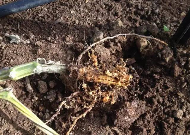 根结线虫防治方法大全附防治药剂,线虫病的防治方法