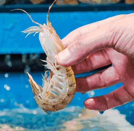 魔都最漂亮的公交,魔都最好吃的小吃一条街