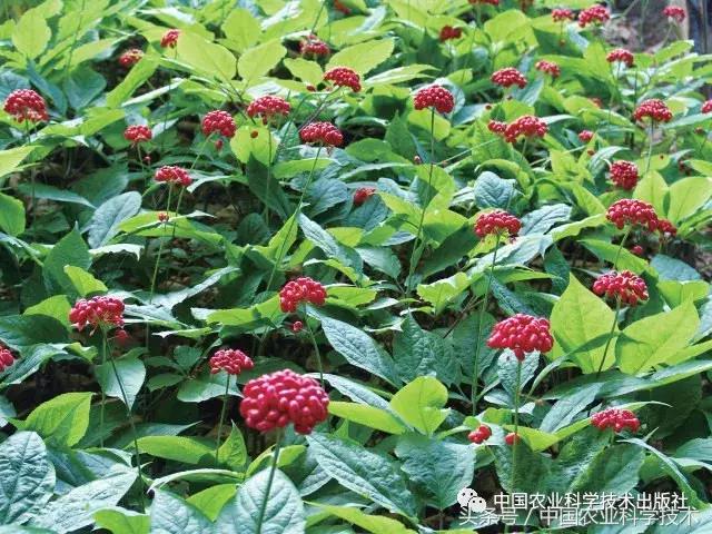 中国农产品地理标志丛书,农产品的地理标志书