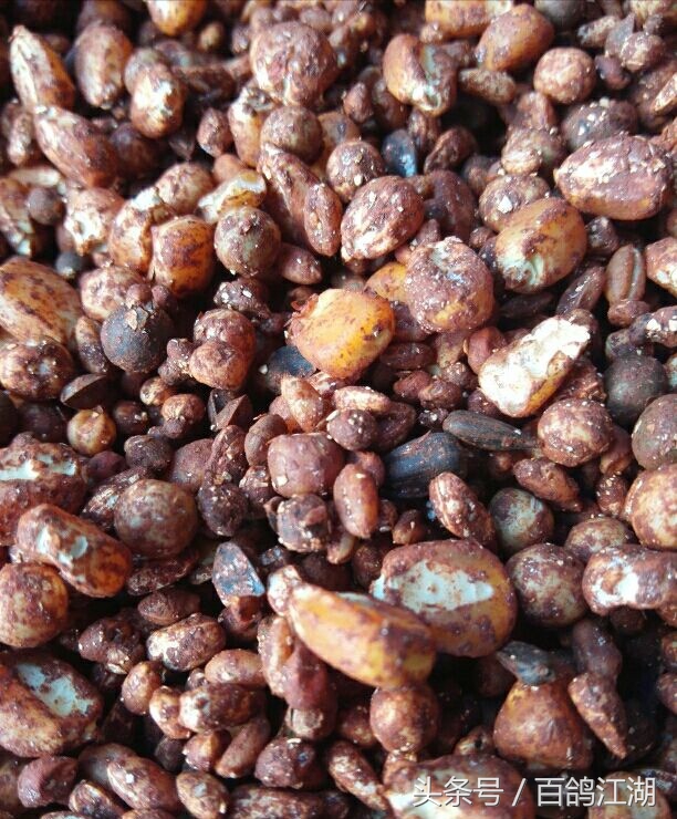 幼鸽鸽粮最佳配方大全,如何制作小鸽子喂鸽粮的东西