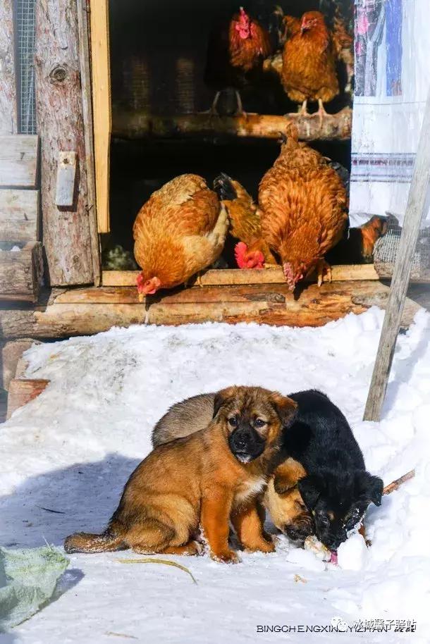 雪乡农家院,雪乡阁楼民宿