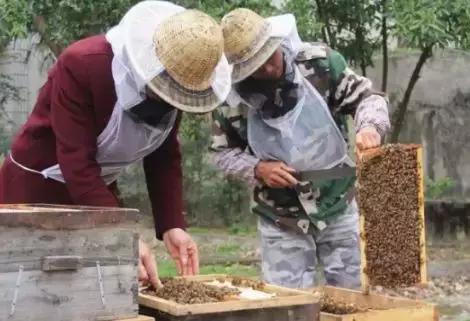 养蜂人揭秘中蜂,30年养蜂人教你如何辨别真假蜂蜜