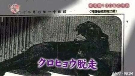 二战日本为何杀光动物园猛兽？一头逃走的黑豹造成东京大骚动