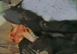 平头哥蜜獾经典事迹,平头哥蜜獾一生在干什么