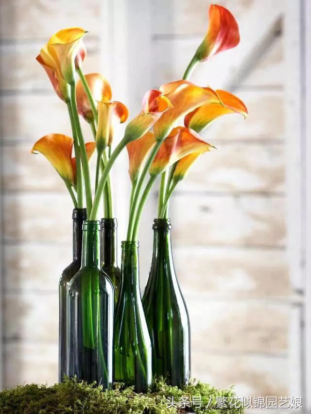 马蹄莲也是特别漂亮的盆栽花卉,马蹄莲切花的养殖方法