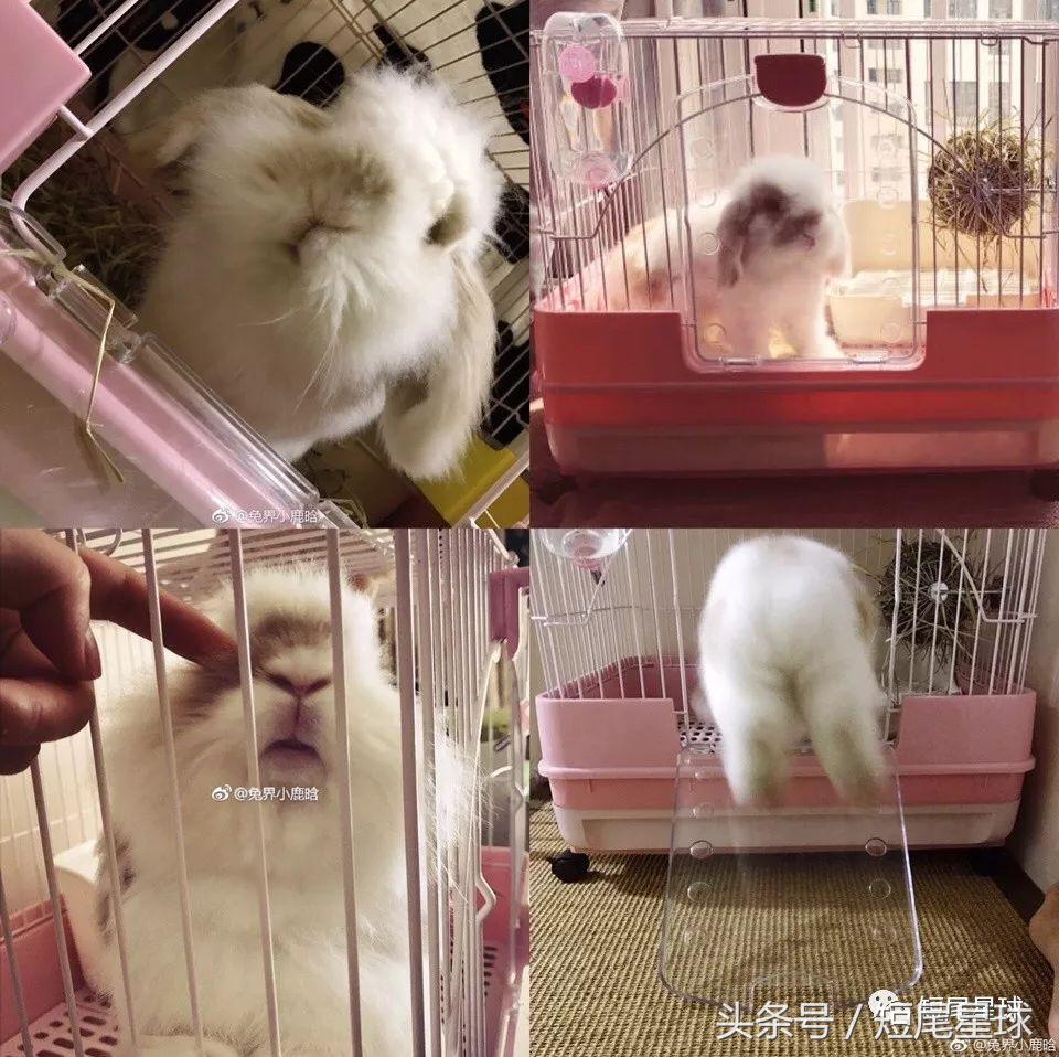 哪种兔笼比较好,兔笼有几种款式