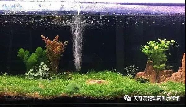 龙鱼和草缸怎么玩？用手玩！