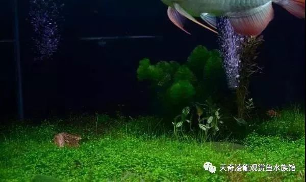 草缸龙鱼,龙鱼裸缸好还是草缸好