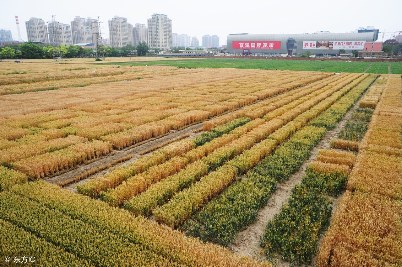 北京郊区农民生活水平怎么样,北京农村生活真实现状