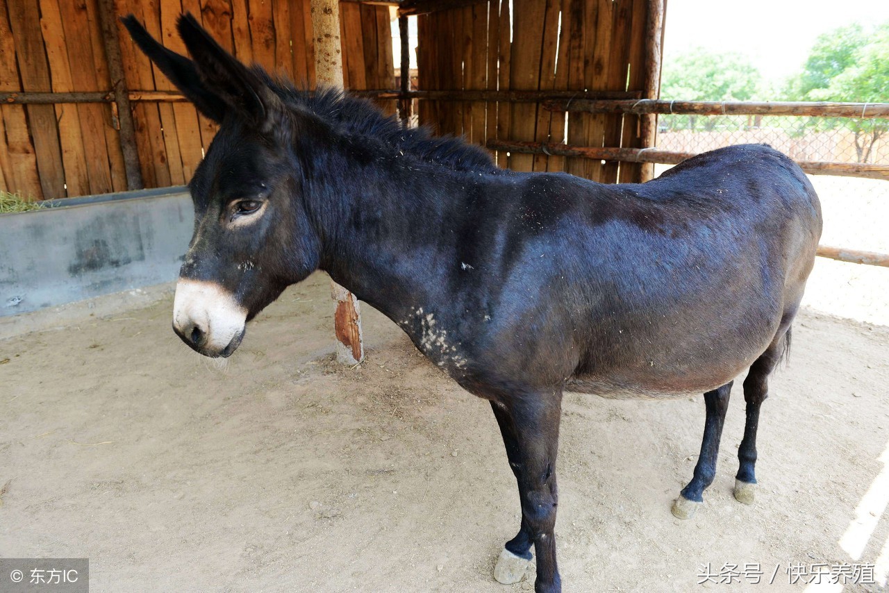 养驴的三大要点,养驴的基本知识