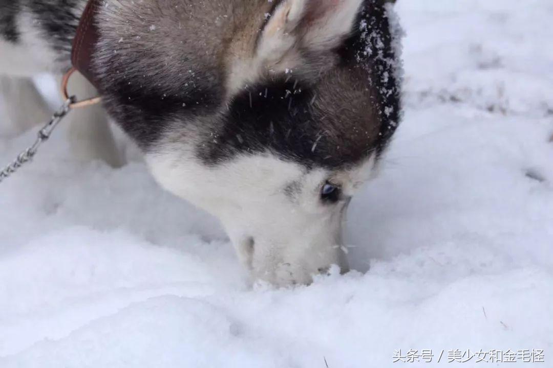 哈士奇和西伯利亚雪橇犬什么关系,为什么哈士奇叫雪橇犬