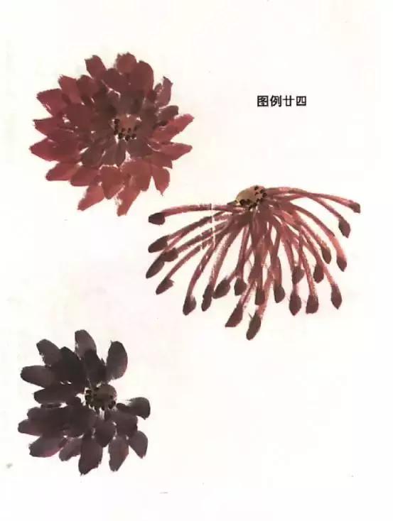 国画菊花画法教学视频,国画入门菊花的画法