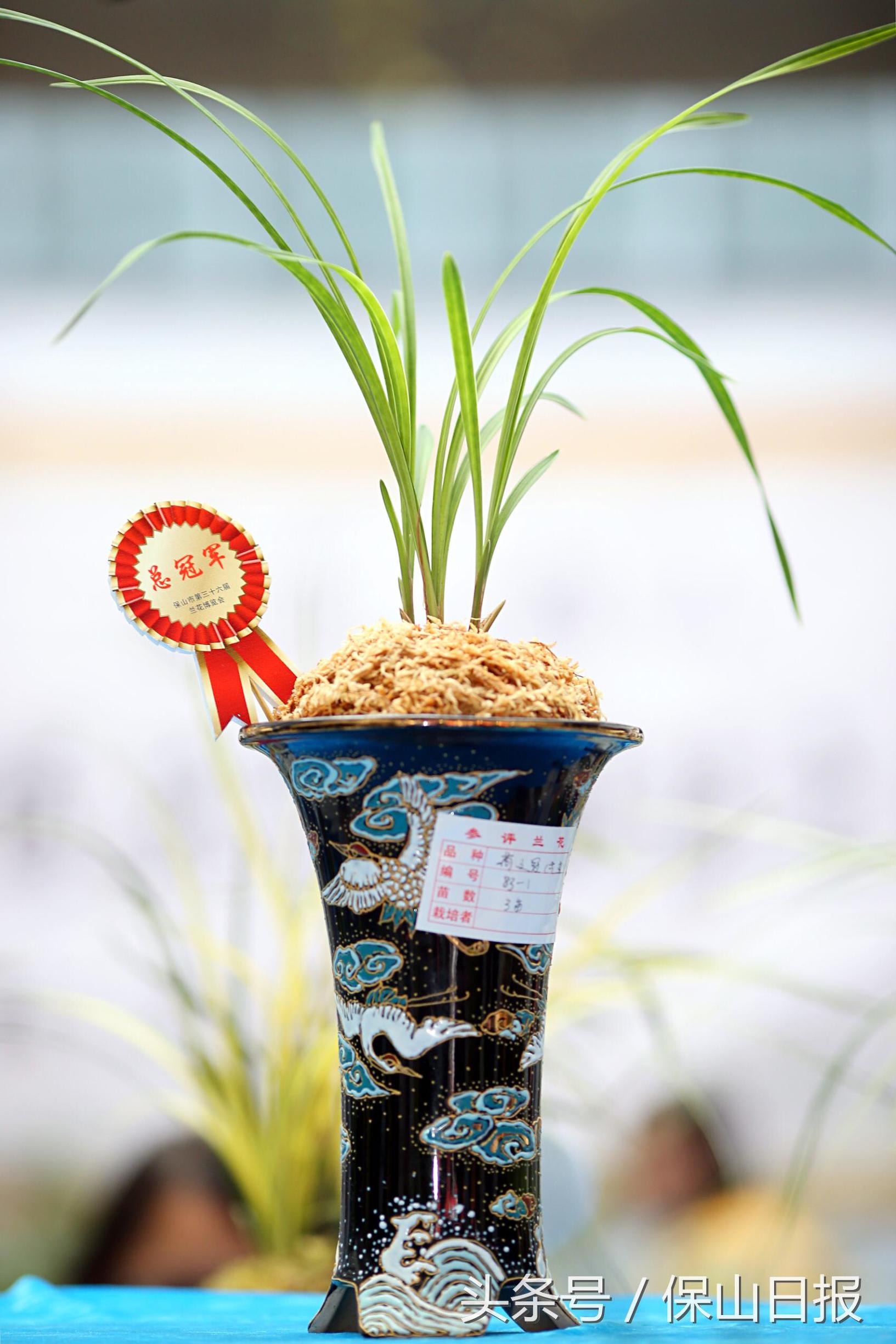 保山兰花展金奖,2019年昆明兰花展金奖兰花