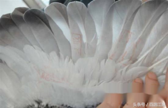 幼鸽鸽粮最佳配方大全,如何制作小鸽子喂鸽粮的东西