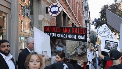 国内的鹅跟外国的鹅的区别,国内的鹅跟国外的鹅的区别