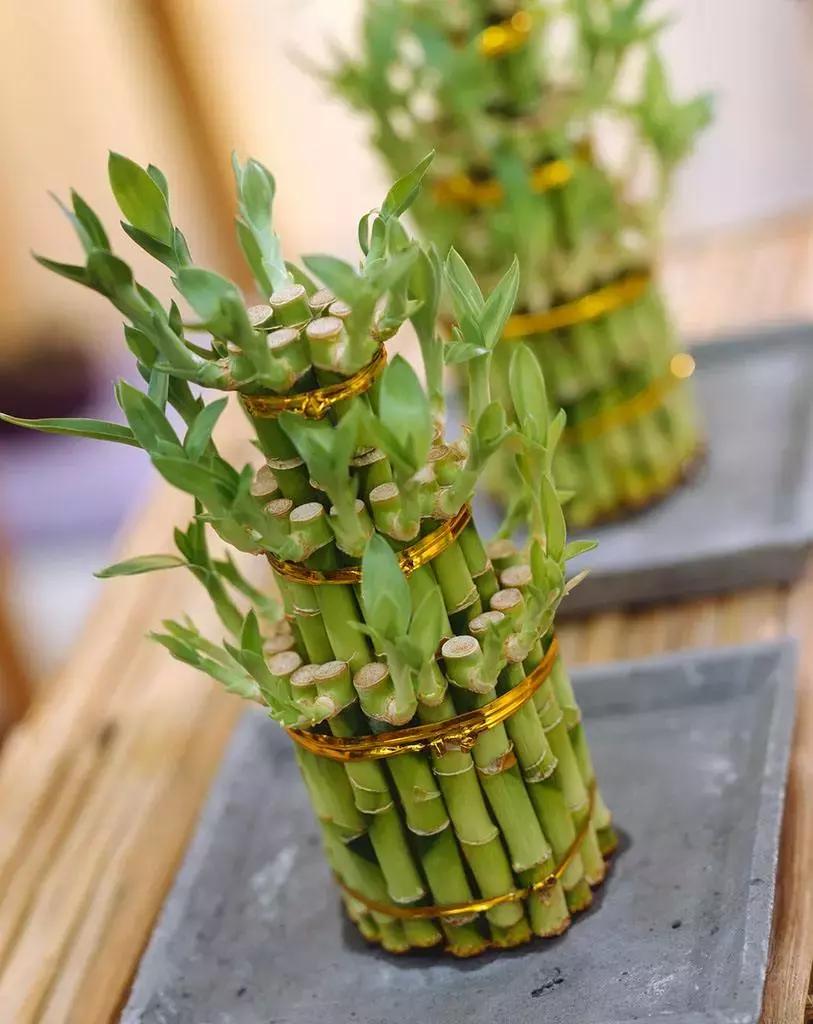 选花技巧和方法,各种花的养花技巧和方法