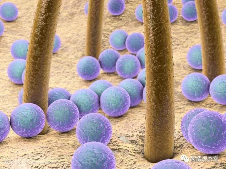 皮肤健康的守护神拔毒止痒王,皮肤守护神药膏臭吗