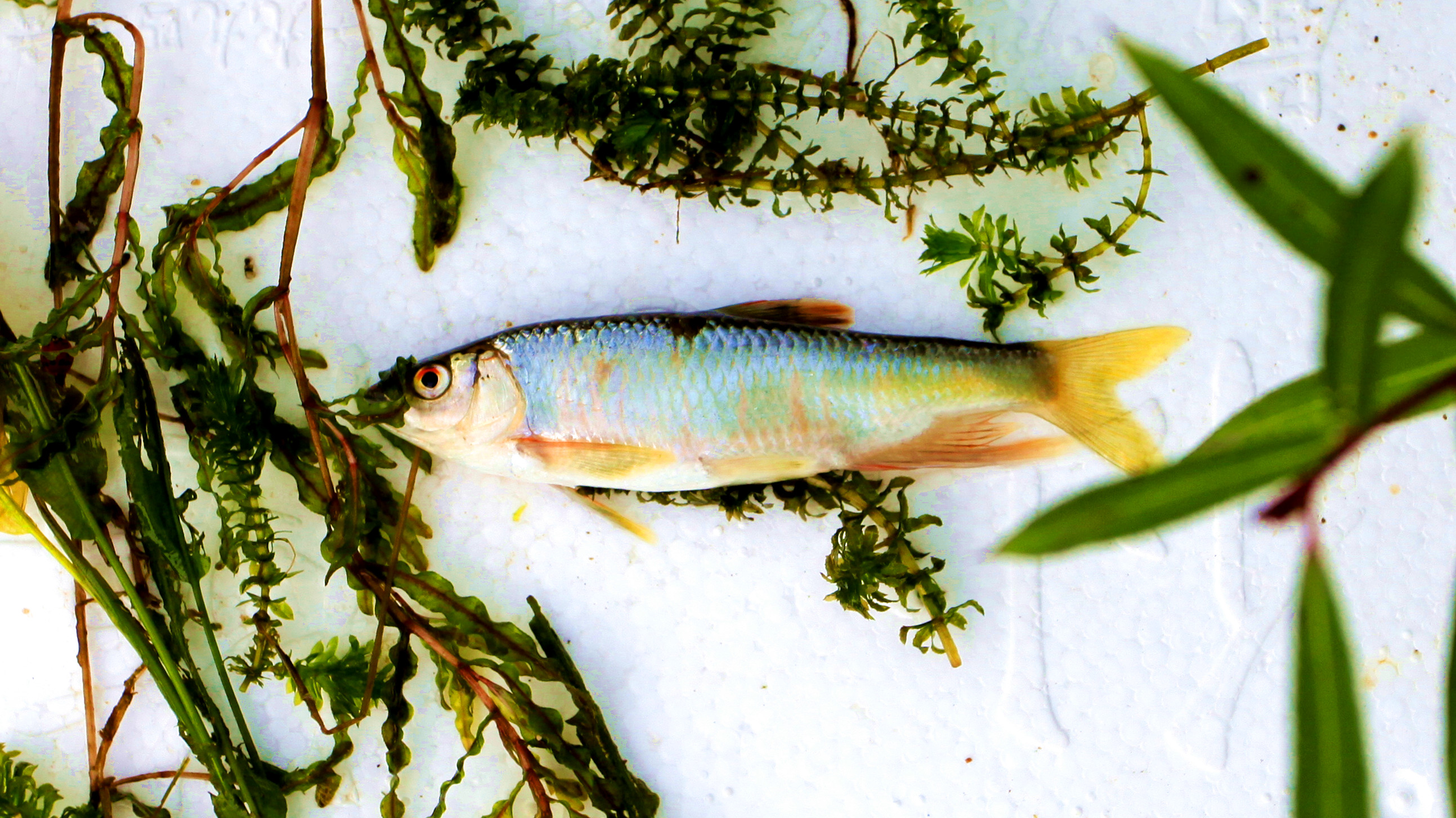 野钓意境图,意境泛舟钓鱼图