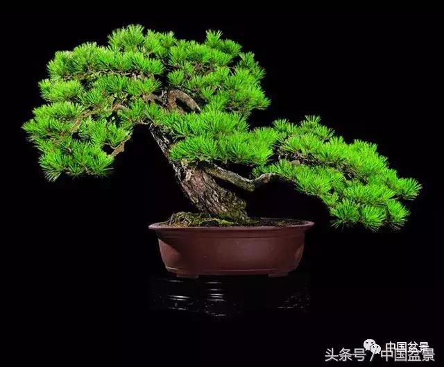 经典盆景欣赏,欣赏盆景感悟怎么写