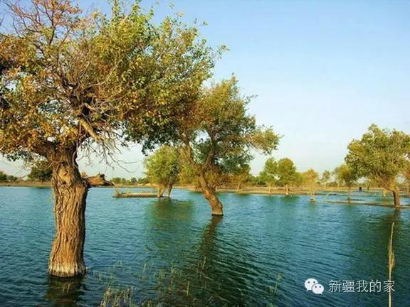 面积是全国最大县，农民收入直逼上海，说的就是*疆新**这个县