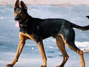 优秀品种德牧幼犬,国产顶级大型莱州红犬