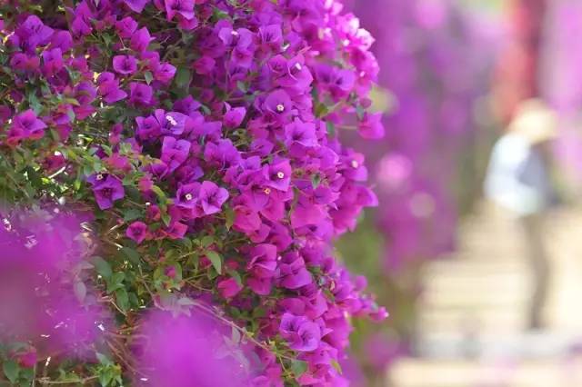 五一何须远游昆明近郊玩场多