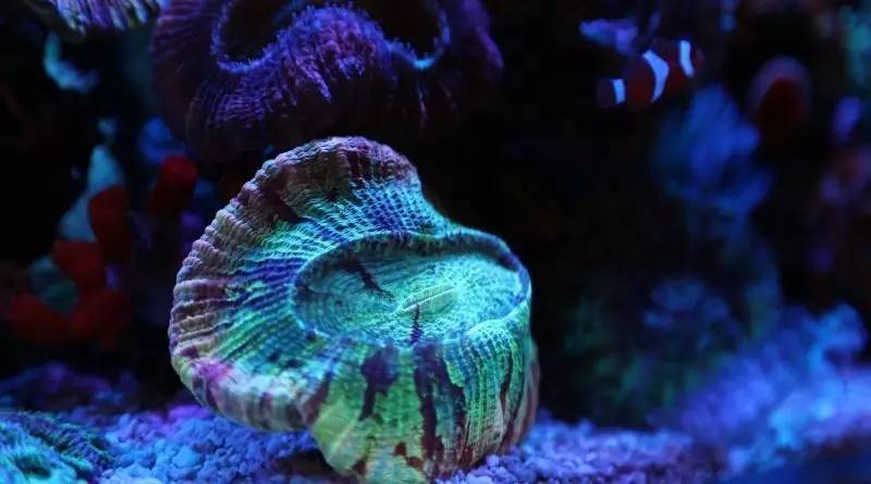 给我一个小缸，我要塞满整片海洋~