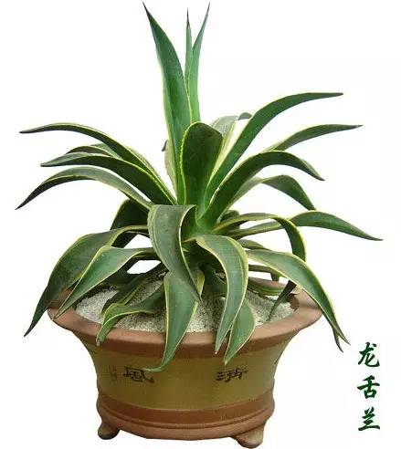 甲醛涨知识,甲醛中毒怎么去除最有效