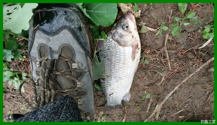 大鲫鱼大鱼,大鲫鱼大鲤鱼