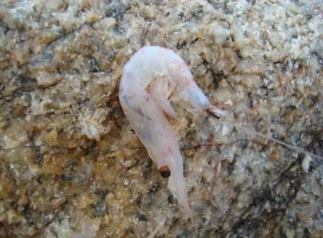 海钓矶钓新手的入门教程,海钓矶钓技巧教学解说