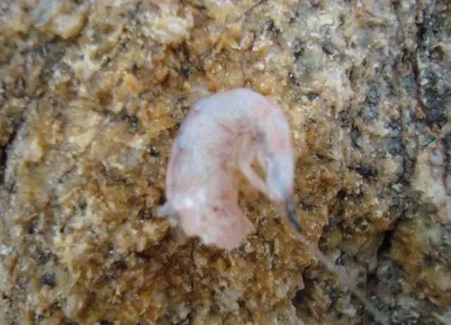 矶钓海钓诱饵笼的用法大全,冬季海钓矶钓用什么假饵最好用