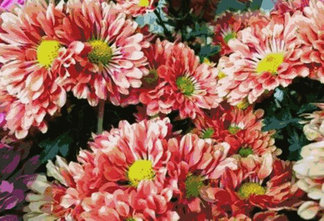 广东佛山花市游玩攻略,广东省佛山市行花街