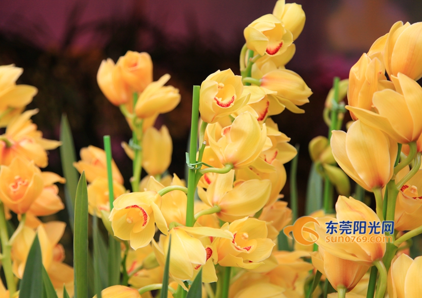 武汉迎春花市新品种,一年一度的迎春花市即将闪亮登场