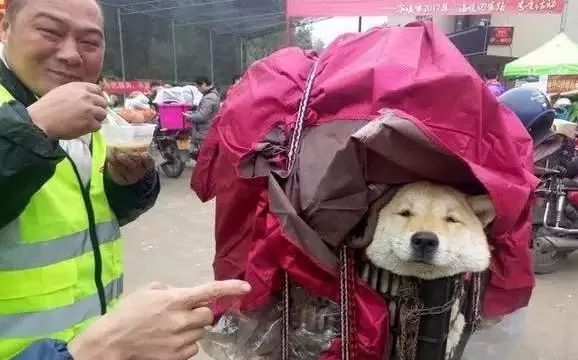 带狗回家后的第一天,带狗回家过年后带不回来了