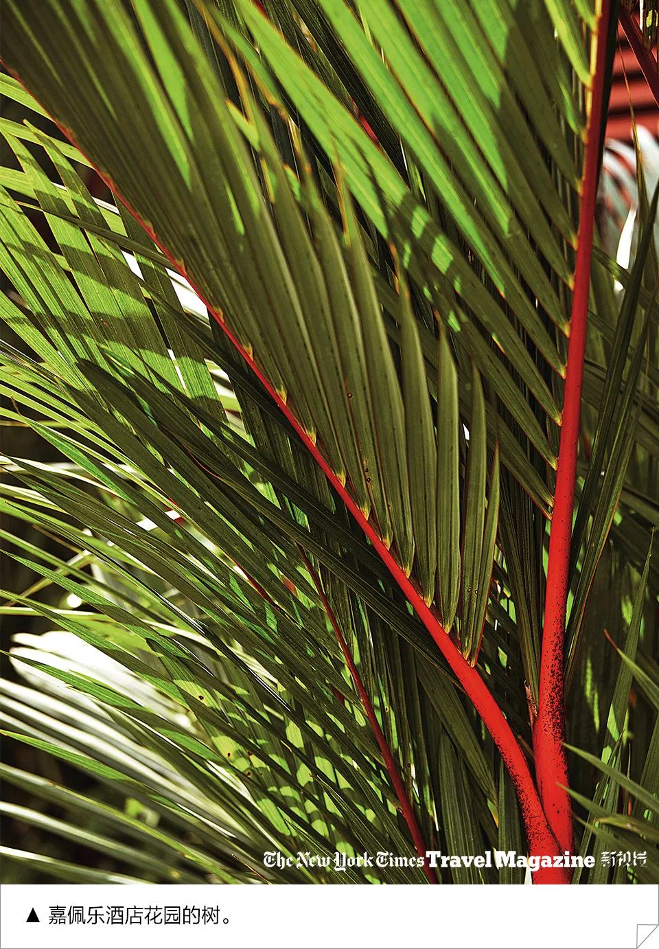 孙燕姿星期一天气晴,太阳照常升起孙燕姿