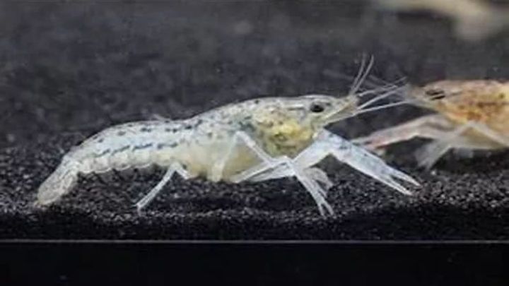 nature子刊基因,nature子刊博士引进