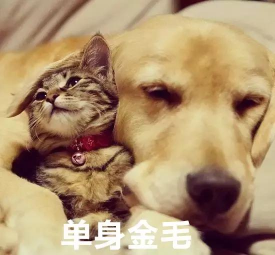 100种单身狗种类,单身狗种类