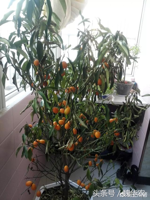 桔子树病10种治疗方法大全,橘子树常见病害有几种