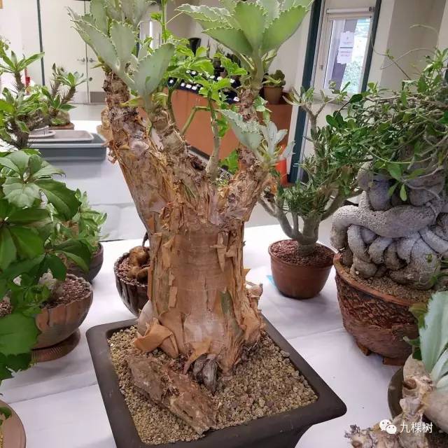 多肉万象最贵的品种,玉露多肉最贵多少钱一棵