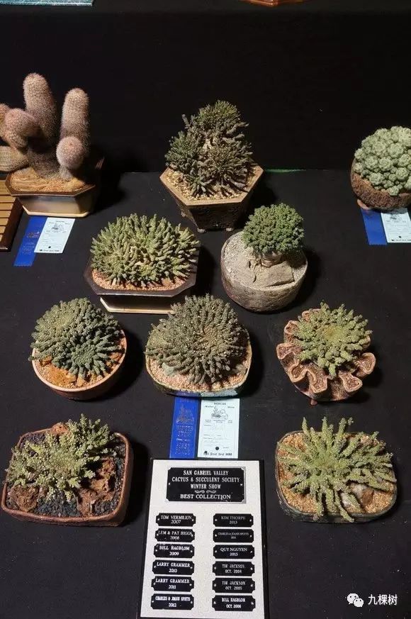 多肉万象最贵的品种,玉露多肉最贵多少钱一棵