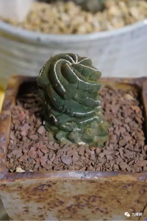 十大最贵玉露多肉品种,多肉最贵的品种有哪些