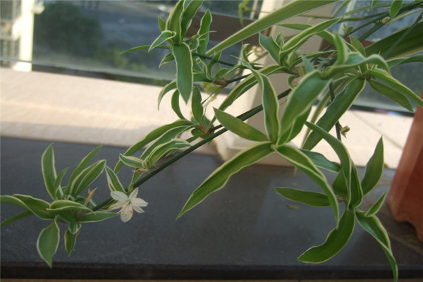 银边吊兰叶子发白咋回事,金边吊兰绿了怎么办