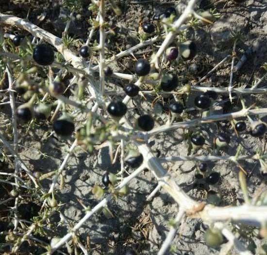 几十到几百的黑枸杞,哪种才是正宗的黑枸杞