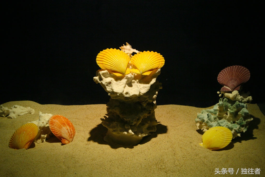 东方夏威夷是指亚龙湾吗,世界三大湾亚龙湾夏威夷