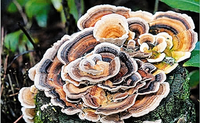 奇形怪状的蘑菇图片,10种奇形蘑菇