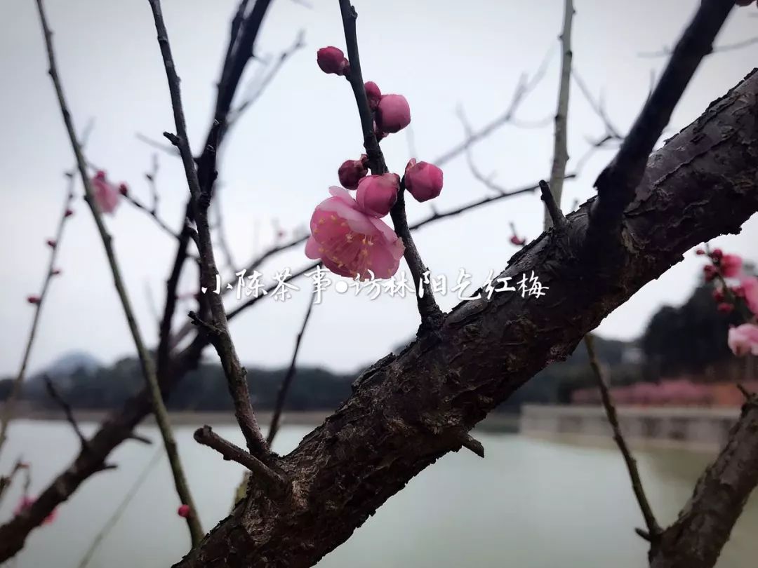喝茶放松下心情,喝茶是最放松的时刻