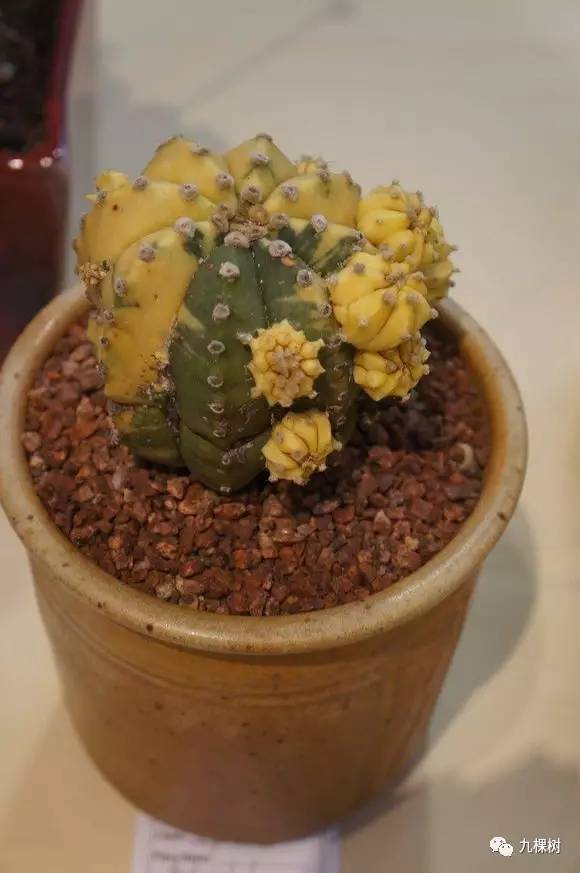 十大最贵玉露多肉品种,多肉最贵的品种有哪些